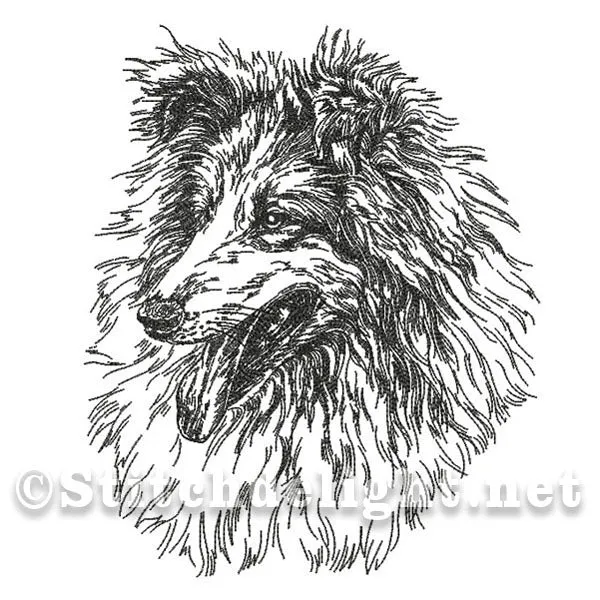 SDS0469 Pencil Sketch Collie